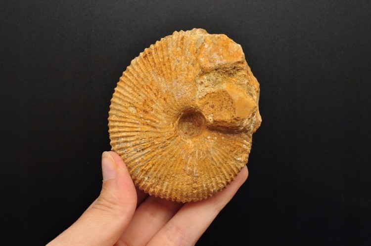 * AMONIT MACROCEPHALITES POLSKA WYJĄTKOWA SKAMIENIAŁOŚĆ Z MUSZELKĄ NR 3 *