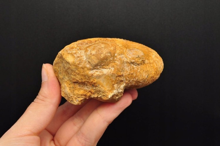 * AMONIT MACROCEPHALITES POLSKA WYJĄTKOWA SKAMIENIAŁOŚĆ Z MUSZELKĄ NR 3 *