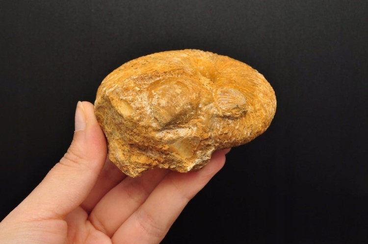 * AMONIT MACROCEPHALITES POLSKA WYJĄTKOWA SKAMIENIAŁOŚĆ Z MUSZELKĄ NR 3 *