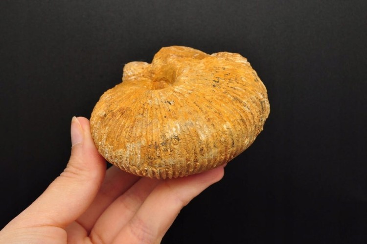 * AMONIT MACROCEPHALITES POLSKA WYJĄTKOWA SKAMIENIAŁOŚĆ Z MUSZELKĄ NR 3 *