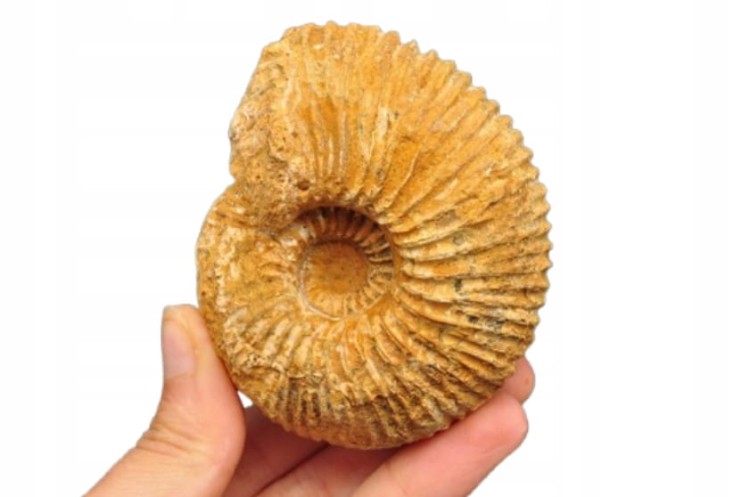 * AMONIT MACROCEPHALITES POLSKA DOSKONAŁA SKAMIENIAŁOŚĆ DO KOLEKCJI NR 6 *