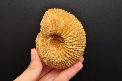 * AMONIT MACROCEPHALITES POLSKA DOSKONAŁA SKAMIENIAŁOŚĆ DO KOLEKCJI NR 6 *