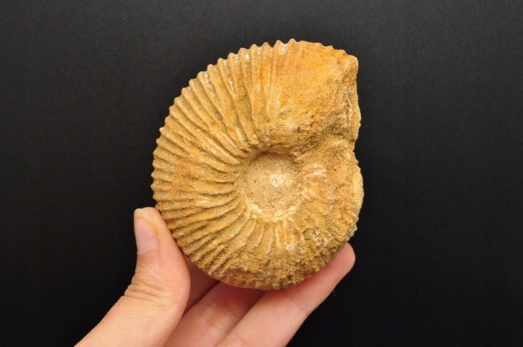 * AMONIT MACROCEPHALITES POLSKA DOSKONAŁA SKAMIENIAŁOŚĆ DO KOLEKCJI NR 6 *