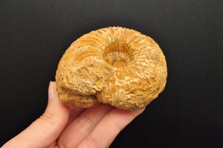 * AMONIT MACROCEPHALITES POLSKA DOSKONAŁA SKAMIENIAŁOŚĆ DO KOLEKCJI NR 6 *