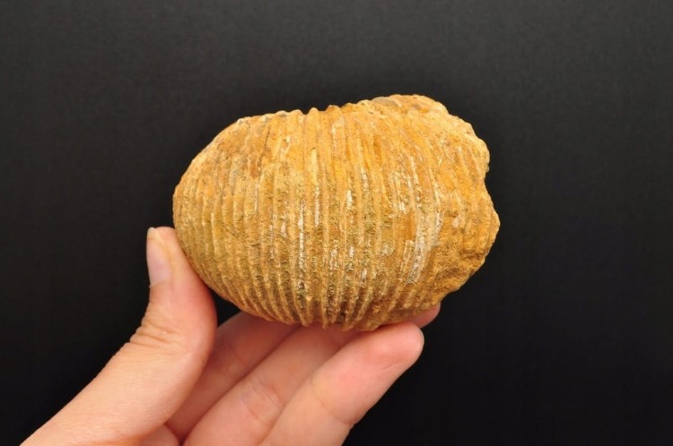 * AMONIT MACROCEPHALITES POLSKA DOSKONAŁA SKAMIENIAŁOŚĆ DO KOLEKCJI NR 6 *