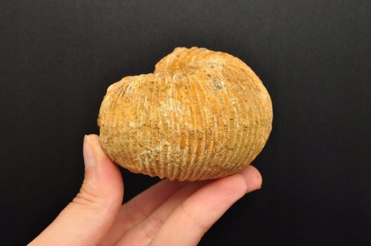 * AMONIT MACROCEPHALITES POLSKA DOSKONAŁA SKAMIENIAŁOŚĆ DO KOLEKCJI NR 6 *