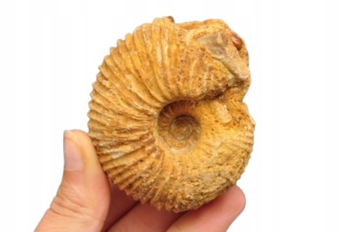 * AMONIT MACROCEPHALITES POLSKA CIEKAWY NATURALNY OKAZ NR 7 *