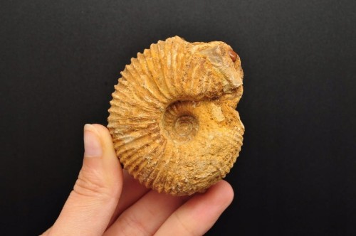 * AMONIT MACROCEPHALITES POLSKA CIEKAWY NATURALNY OKAZ NR 7 *