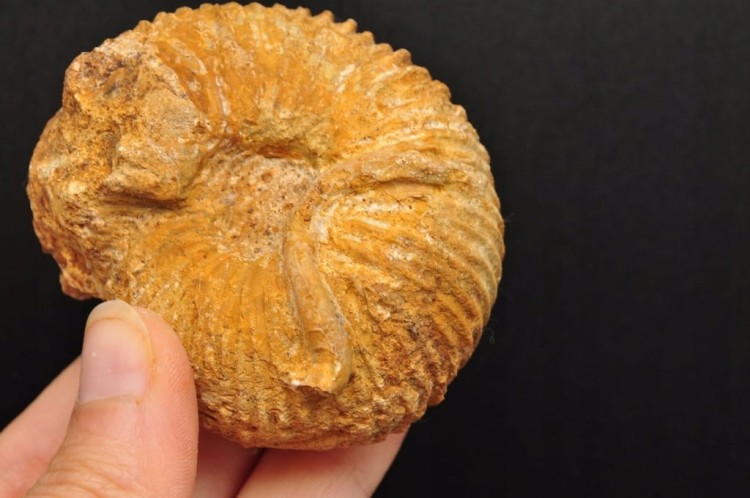 * AMONIT MACROCEPHALITES POLSKA CIEKAWY NATURALNY OKAZ NR 7 *