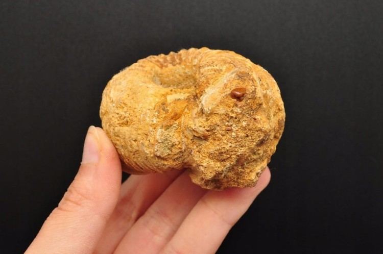 * AMONIT MACROCEPHALITES POLSKA CIEKAWY NATURALNY OKAZ NR 7 *