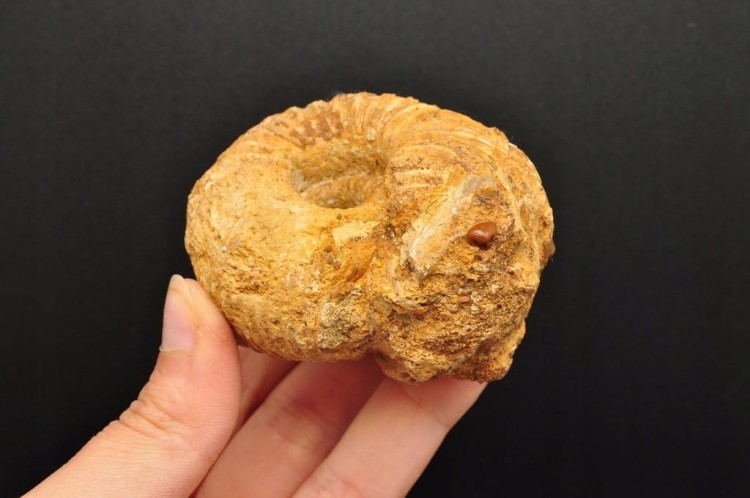 * AMONIT MACROCEPHALITES POLSKA CIEKAWY NATURALNY OKAZ NR 7 *