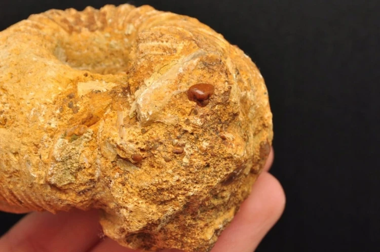 * AMONIT MACROCEPHALITES POLSKA CIEKAWY NATURALNY OKAZ NR 7 *