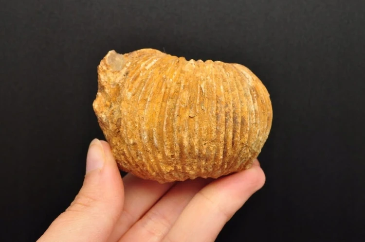 * AMONIT MACROCEPHALITES POLSKA CIEKAWY NATURALNY OKAZ NR 7 *