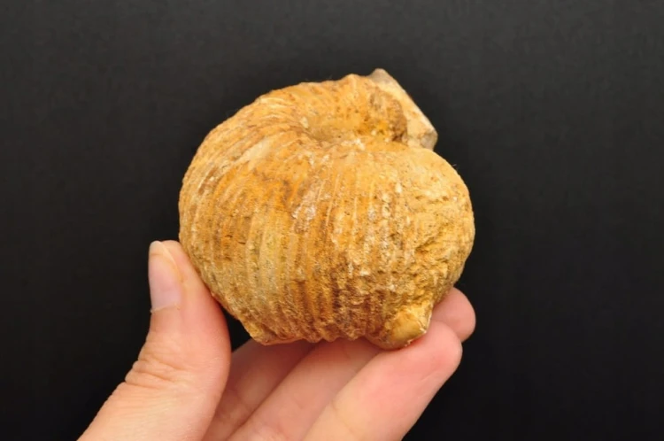 * AMONIT MACROCEPHALITES POLSKA CIEKAWY NATURALNY OKAZ NR 7 *