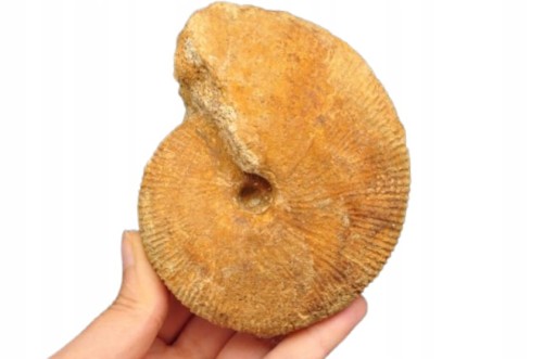 * AMONIT MACROCEPHALITES POLSKA ORYGINALNA SKAMIENIAŁOŚĆ 0,5 KG NR 8 *