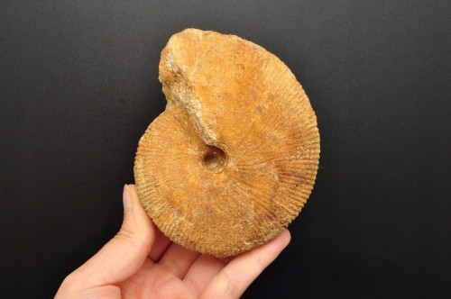 * AMONIT MACROCEPHALITES POLSKA ORYGINALNA SKAMIENIAŁOŚĆ 0,5 KG NR 8 *