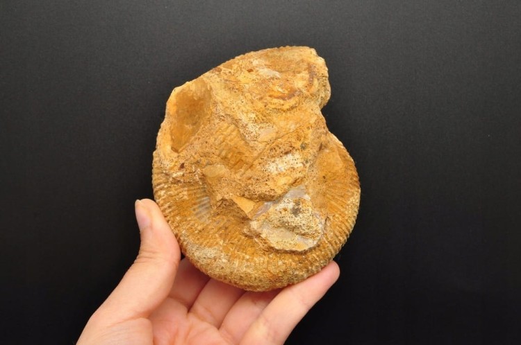 * AMONIT MACROCEPHALITES POLSKA ORYGINALNA SKAMIENIAŁOŚĆ 0,5 KG NR 8 *