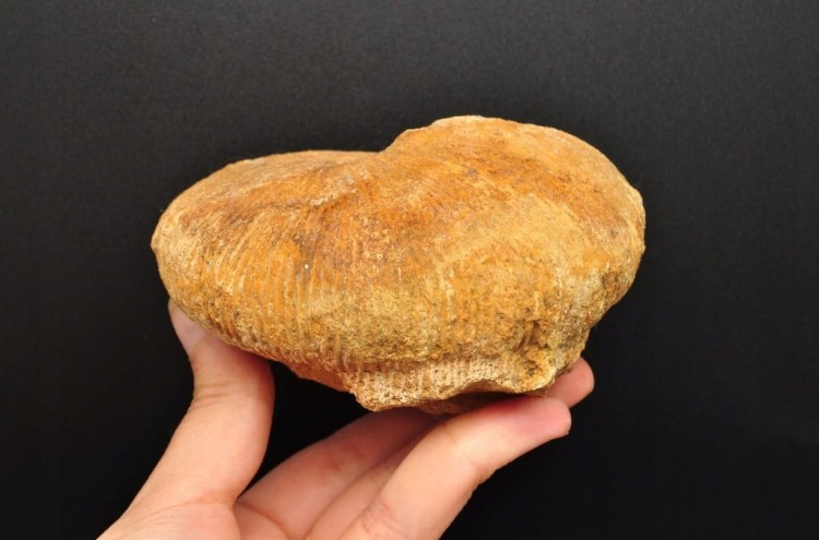 * AMONIT MACROCEPHALITES POLSKA ORYGINALNA SKAMIENIAŁOŚĆ 0,5 KG NR 8 *