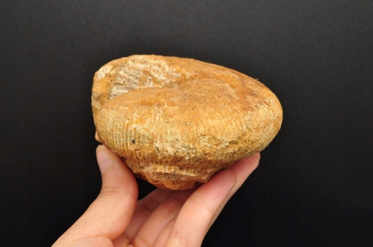 * AMONIT MACROCEPHALITES POLSKA ORYGINALNA SKAMIENIAŁOŚĆ 0,5 KG NR 8 *