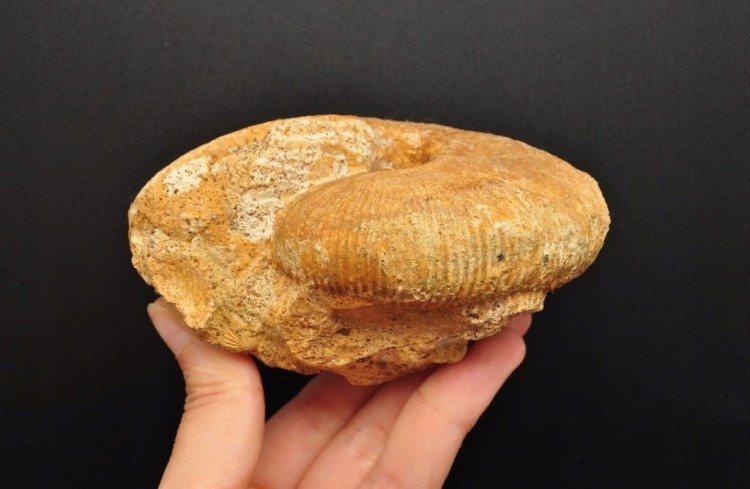 * AMONIT MACROCEPHALITES POLSKA ORYGINALNA SKAMIENIAŁOŚĆ 0,5 KG NR 8 *