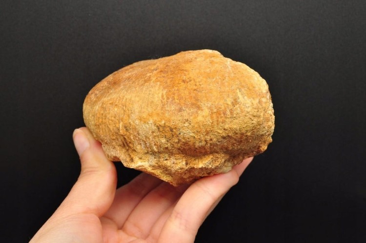 * AMONIT MACROCEPHALITES POLSKA ORYGINALNA SKAMIENIAŁOŚĆ 0,5 KG NR 8 *