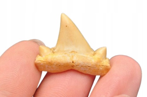 * ZĄB REKINA MAROKO PIĘKNY NATURALNY ZĄB SUROWA SKAMIENIAŁOŚĆ NR 5 *