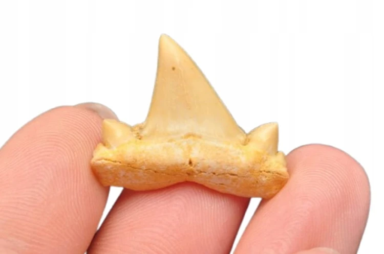 * ZĄB REKINA MAROKO PIĘKNY NATURALNY ZĄB SUROWA SKAMIENIAŁOŚĆ NR 5 *