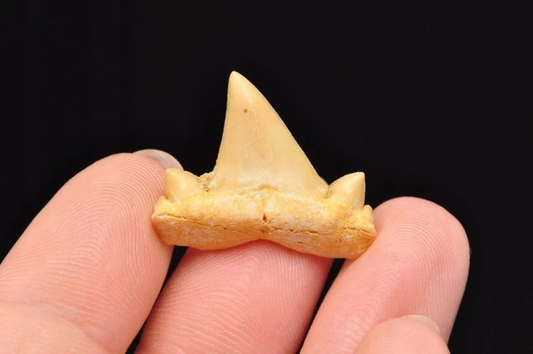 * ZĄB REKINA MAROKO PIĘKNY NATURALNY ZĄB SUROWA SKAMIENIAŁOŚĆ NR 5 *