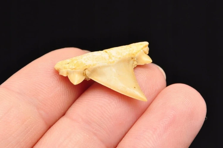 * ZĄB REKINA MAROKO PIĘKNY NATURALNY ZĄB SUROWA SKAMIENIAŁOŚĆ NR 5 *