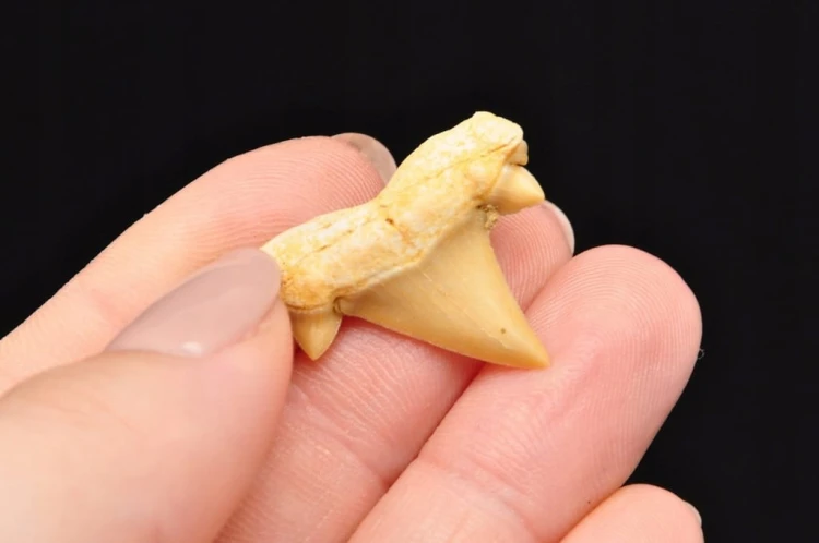 * ZĄB REKINA MAROKO PIĘKNY NATURALNY ZĄB SUROWA SKAMIENIAŁOŚĆ NR 5 *