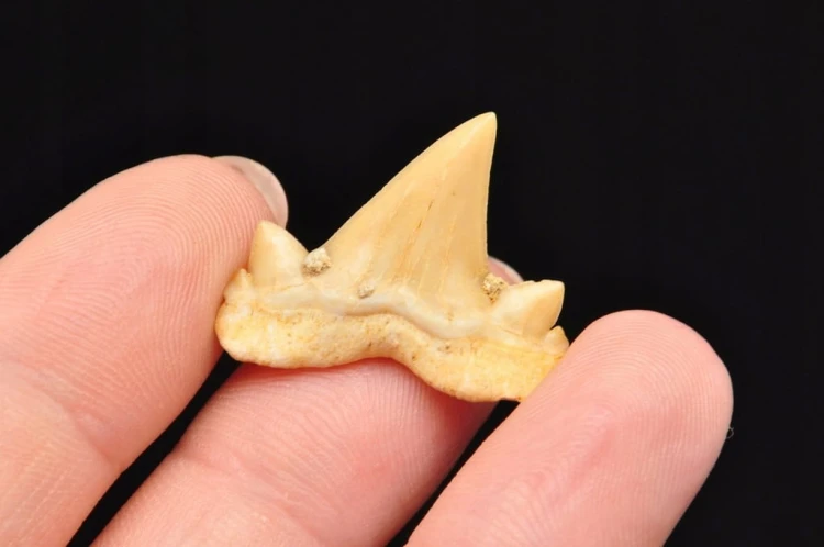 * ZĄB REKINA MAROKO PIĘKNY NATURALNY ZĄB SUROWA SKAMIENIAŁOŚĆ NR 5 *