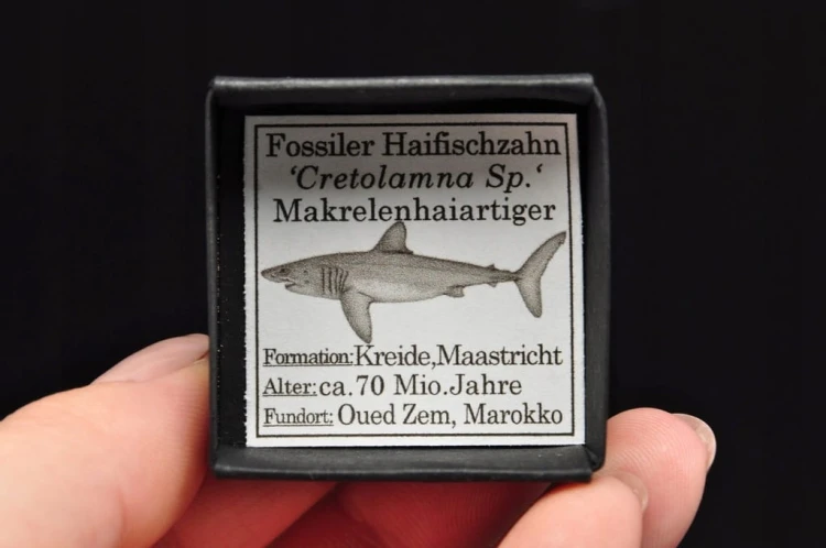 * ZĄB REKINA MAROKO PIĘKNY NATURALNY ZĄB SUROWA SKAMIENIAŁOŚĆ NR 5 *