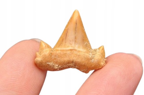 * ZĄB REKINA MAROKO SKAMIENIAŁOŚĆ BARDZO DOBRA JAKOŚĆ NR 3 *