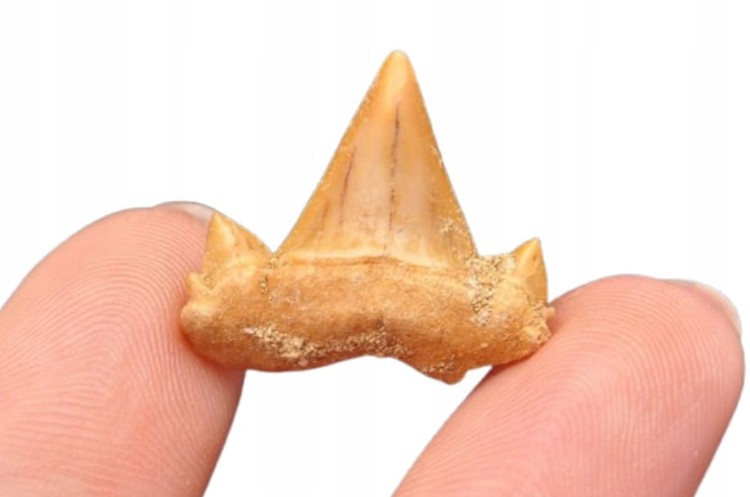 * ZĄB REKINA MAROKO SKAMIENIAŁOŚĆ BARDZO DOBRA JAKOŚĆ NR 3 *