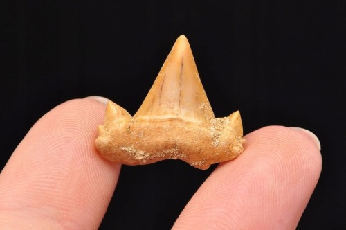 * ZĄB REKINA MAROKO SKAMIENIAŁOŚĆ BARDZO DOBRA JAKOŚĆ NR 3 *