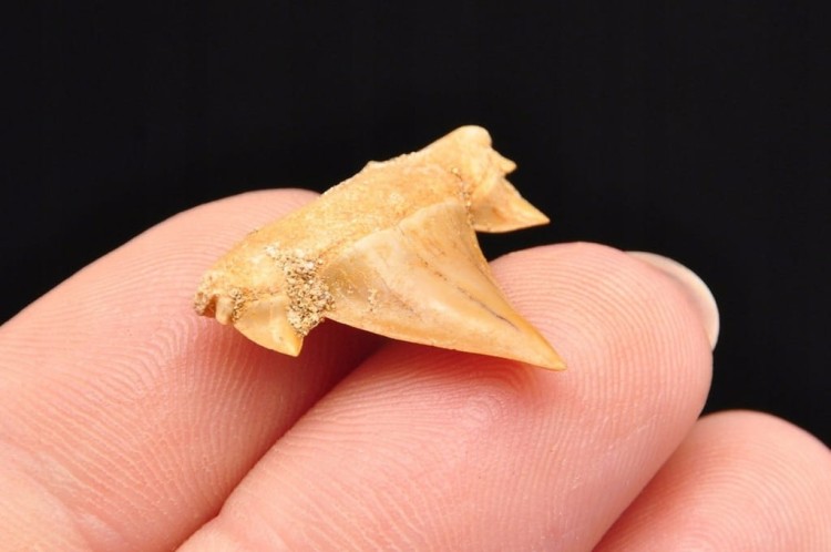 * ZĄB REKINA MAROKO SKAMIENIAŁOŚĆ BARDZO DOBRA JAKOŚĆ NR 3 *