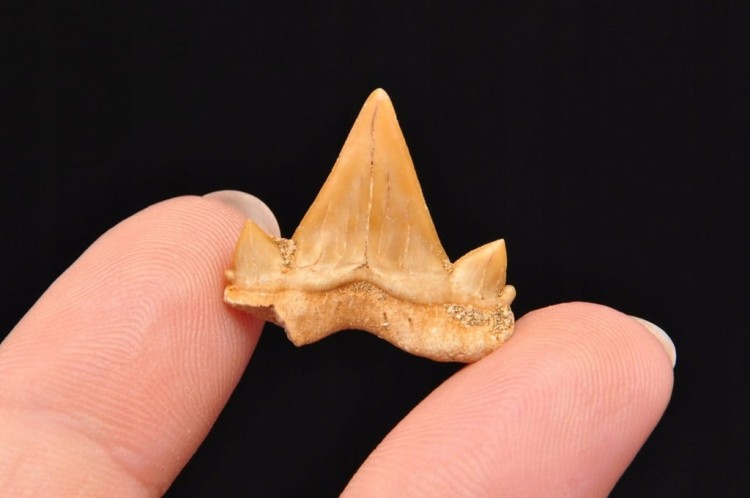 * ZĄB REKINA MAROKO SKAMIENIAŁOŚĆ BARDZO DOBRA JAKOŚĆ NR 3 *