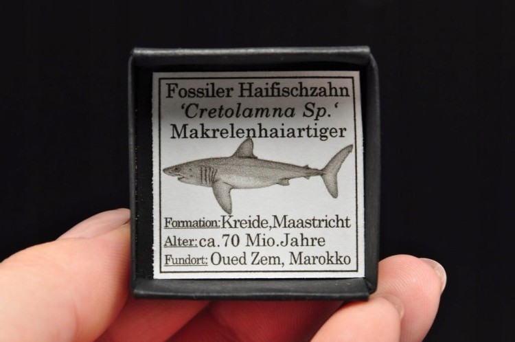 * ZĄB REKINA MAROKO SKAMIENIAŁOŚĆ BARDZO DOBRA JAKOŚĆ NR 3 *