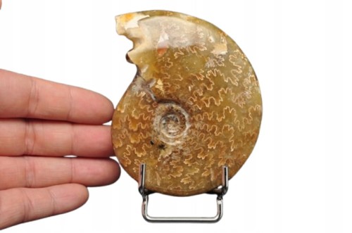 * AMONIT MADAGASKAR NATURALNA SKAMIENIAŁOŚĆ PIĘKNY POLER NR 2 *