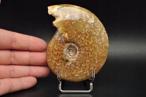 * AMONIT MADAGASKAR NATURALNA SKAMIENIAŁOŚĆ PIĘKNY POLER NR 2 *