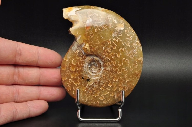 * AMONIT MADAGASKAR NATURALNA SKAMIENIAŁOŚĆ PIĘKNY POLER NR 2 *