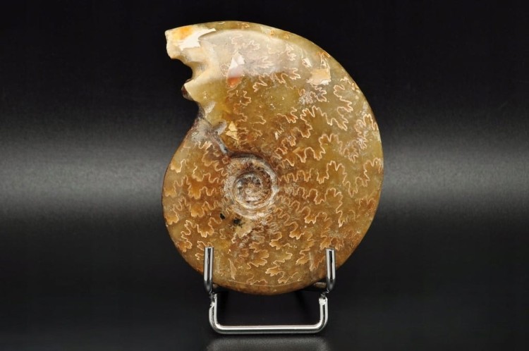 * AMONIT MADAGASKAR NATURALNA SKAMIENIAŁOŚĆ PIĘKNY POLER NR 2 *