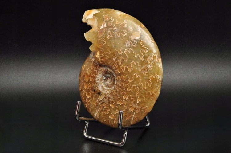 * AMONIT MADAGASKAR NATURALNA SKAMIENIAŁOŚĆ PIĘKNY POLER NR 2 *