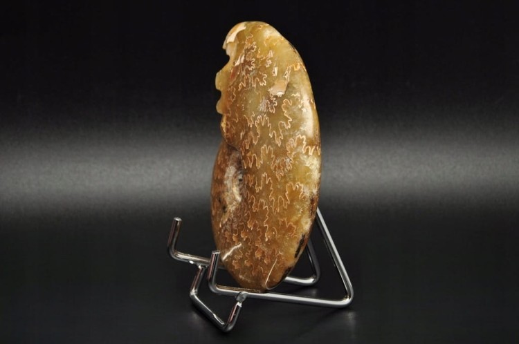 * AMONIT MADAGASKAR NATURALNA SKAMIENIAŁOŚĆ PIĘKNY POLER NR 2 *