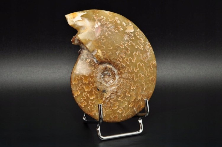 * AMONIT MADAGASKAR NATURALNA SKAMIENIAŁOŚĆ PIĘKNY POLER NR 2 *