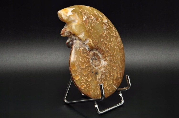 * AMONIT MADAGASKAR NATURALNA SKAMIENIAŁOŚĆ PIĘKNY POLER NR 2 *