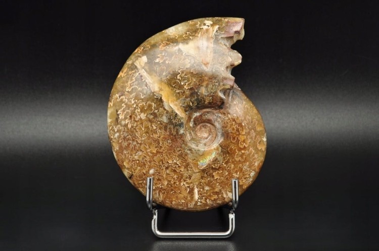 * AMONIT MADAGASKAR NATURALNA SKAMIENIAŁOŚĆ PIĘKNY POLER NR 2 *