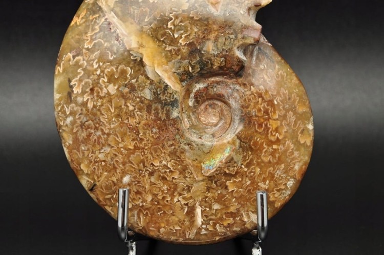 * AMONIT MADAGASKAR NATURALNA SKAMIENIAŁOŚĆ PIĘKNY POLER NR 2 *