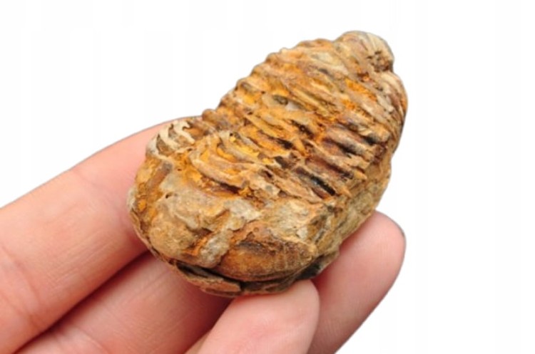 * TRYLOBIT FLEXICALYMENE PIĘKNIE ZACHOWANY OKAZ DO KOLEKCJI NR 2 *