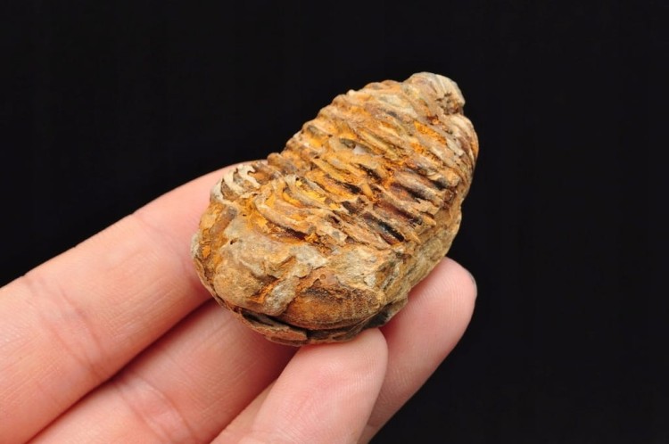 * TRYLOBIT FLEXICALYMENE PIĘKNIE ZACHOWANY OKAZ DO KOLEKCJI NR 2 *